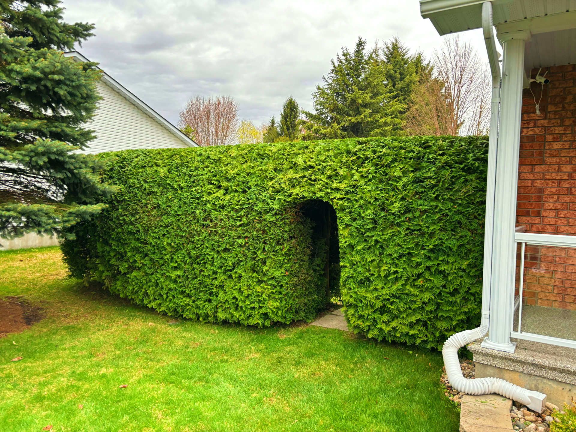 After hedge trimming