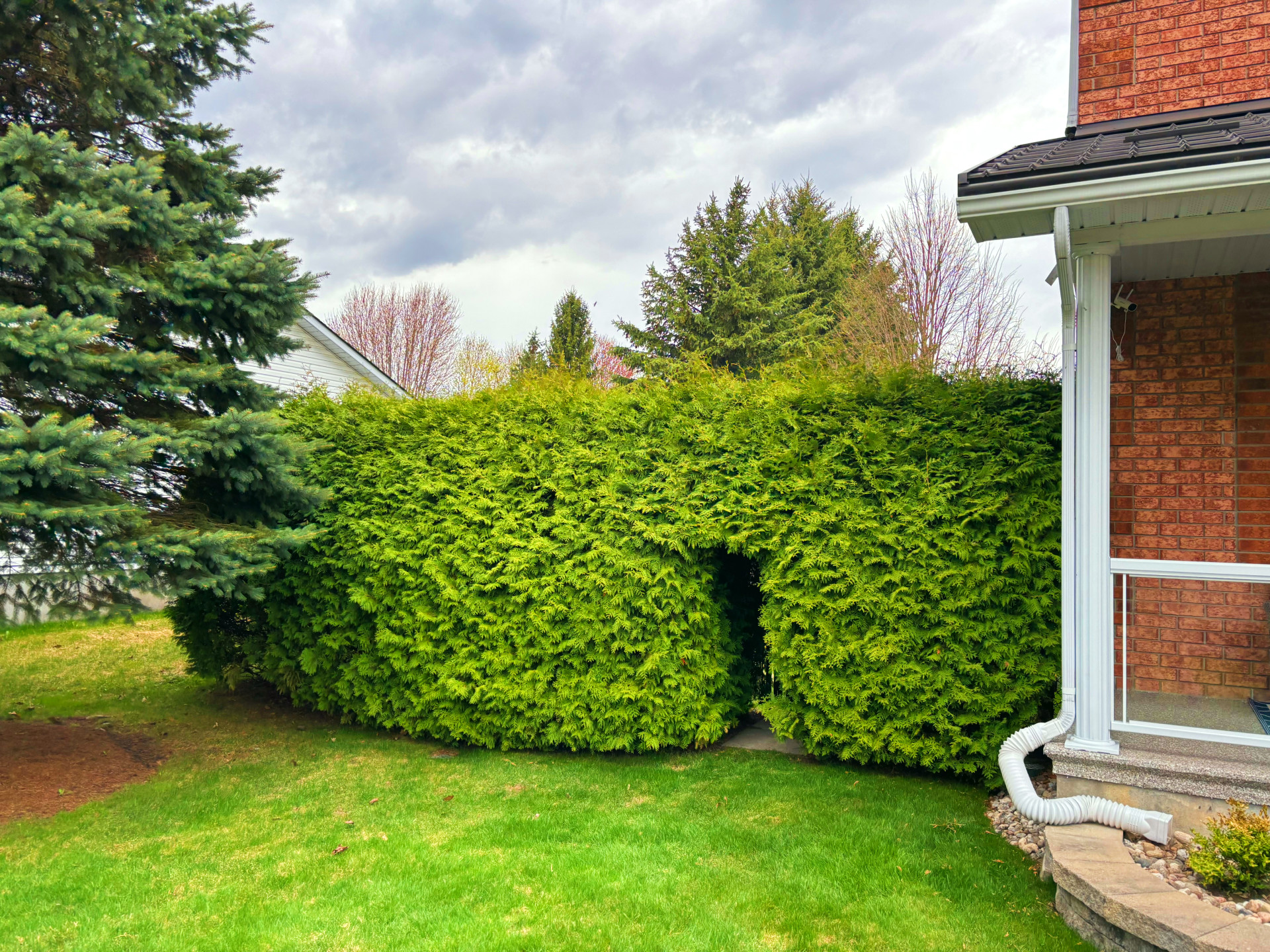 Before hedge trimming